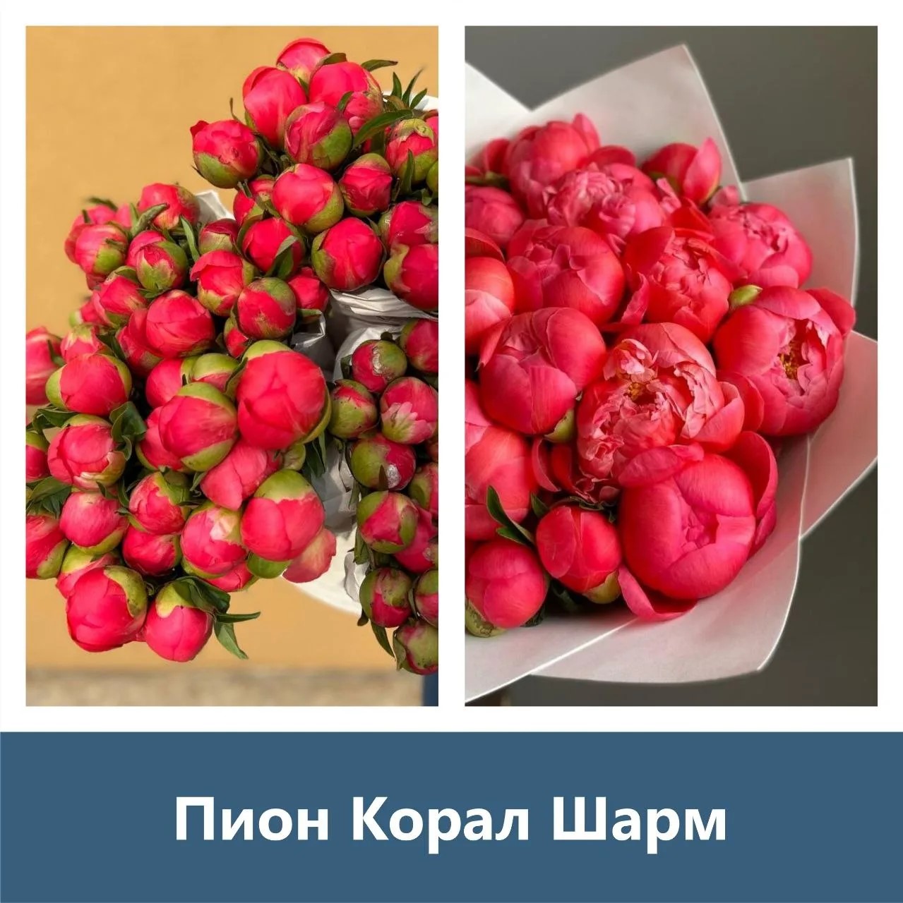 Пион Coral Charm