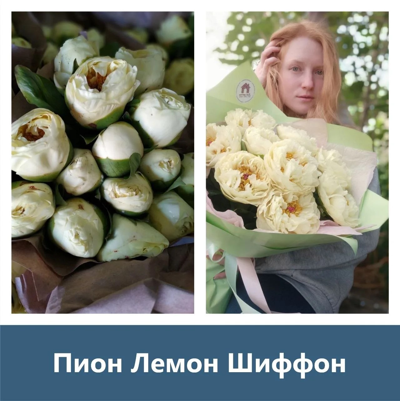 Пион Lemon Chiffon