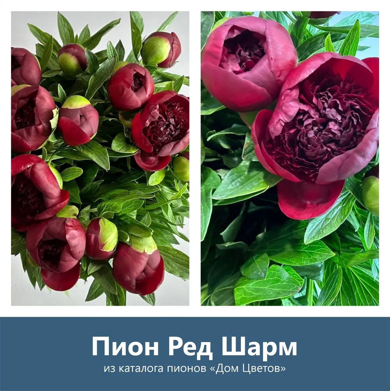 Пион Red Charm
