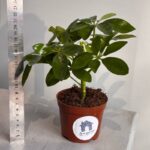 Шеффлера  — изображение 2