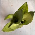 Сансевиерия — изображение 3